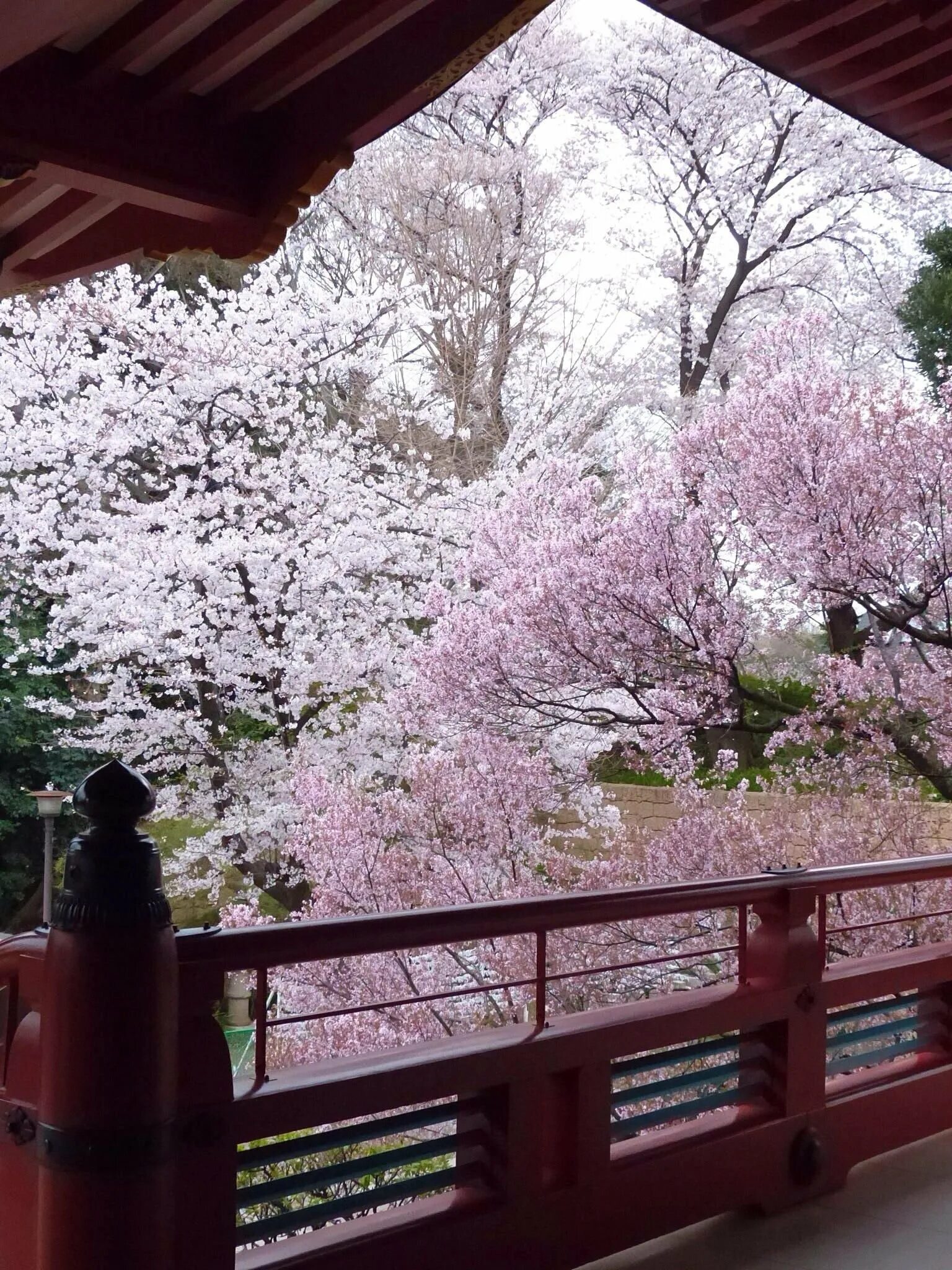Сад цветущей сакуры. Япония сады в Киото Сакура. Цветущие сады Судзиока Япония. Сакура блоссом. Цветение Сакуры в Японии сады.