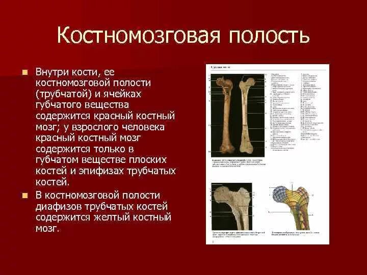 Трубчатые кости функции. Костномозговая полость трубчатой кости. Функция костномозговой полости в трубчатой кости. Полость трубчатой кости функции. Полость ьркбчатоц еостт.