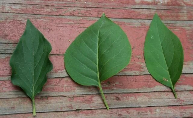 File:Lilac.leaves.arp.jpg - Wikipedia