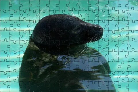 Водное позвоночное животное 4
