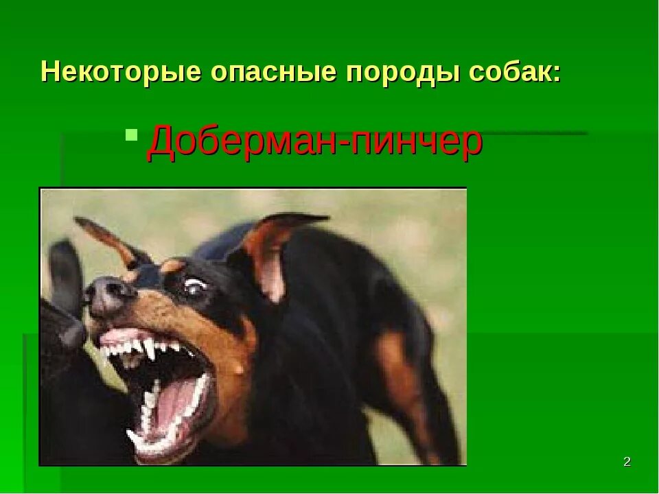 Потенциально опасные собаки в россии. Особо опасные породы собак. Список опасных собак. Потенциально опасные собаки. Список особо опасных собак.