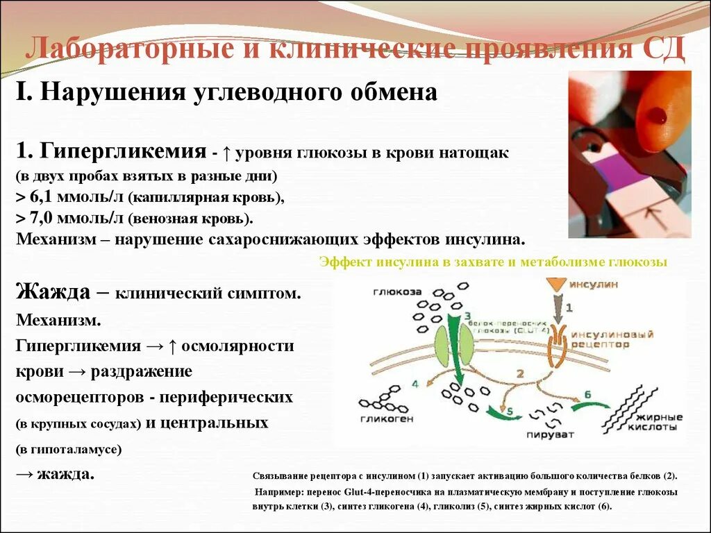 Заболевания обмена углеводов. Лабораторные и клинические проявления сахарного диабета. Нарушение обмена углеводов при сахарном диабете. Патологии, связанные с нарушениями обмена инсулина.. Нарушение углеводного обмена: клинические проявления.