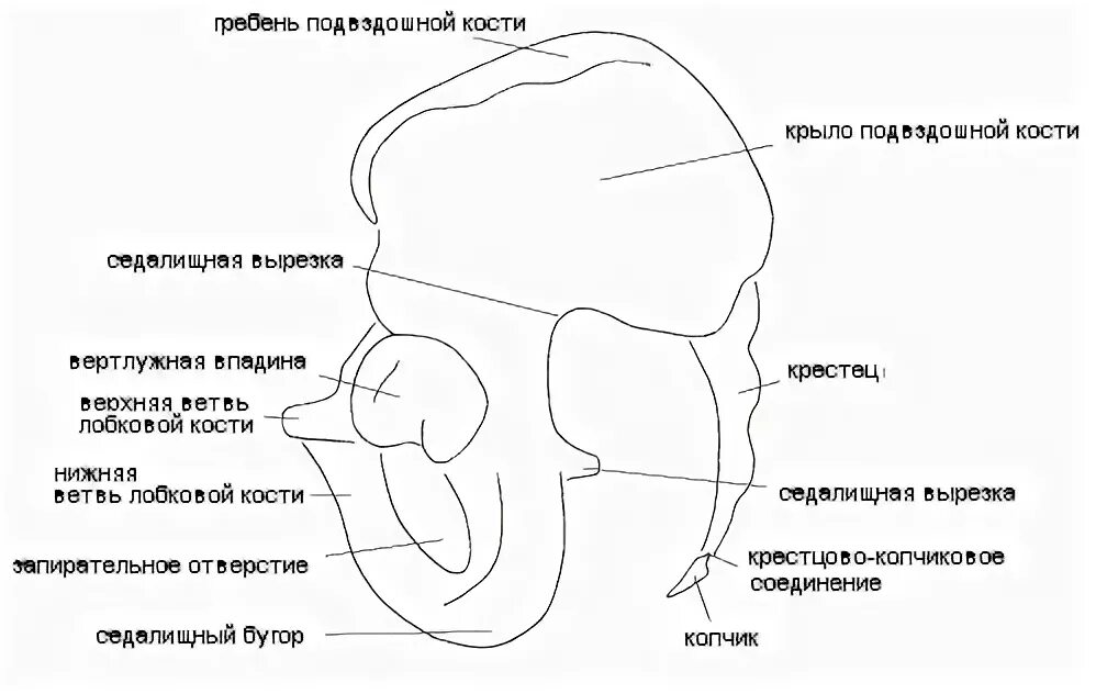 Подвздошной кости 2. Подвздошная кость анатомия рисунок. Наружная поверхность крыла подвздошной кости. Строение подвздошных костей.