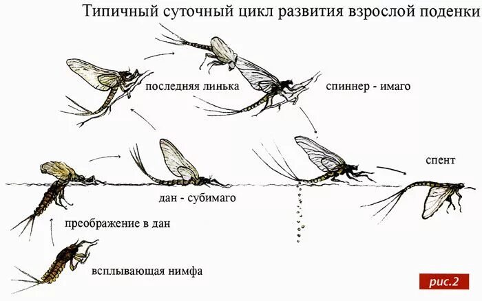 Какой тип развития характерен для стрекозы красотки. Жизненный цикл поденки. Стадии развития поденки. Поденка цикл развития. Жизненный цикл поденки схема.