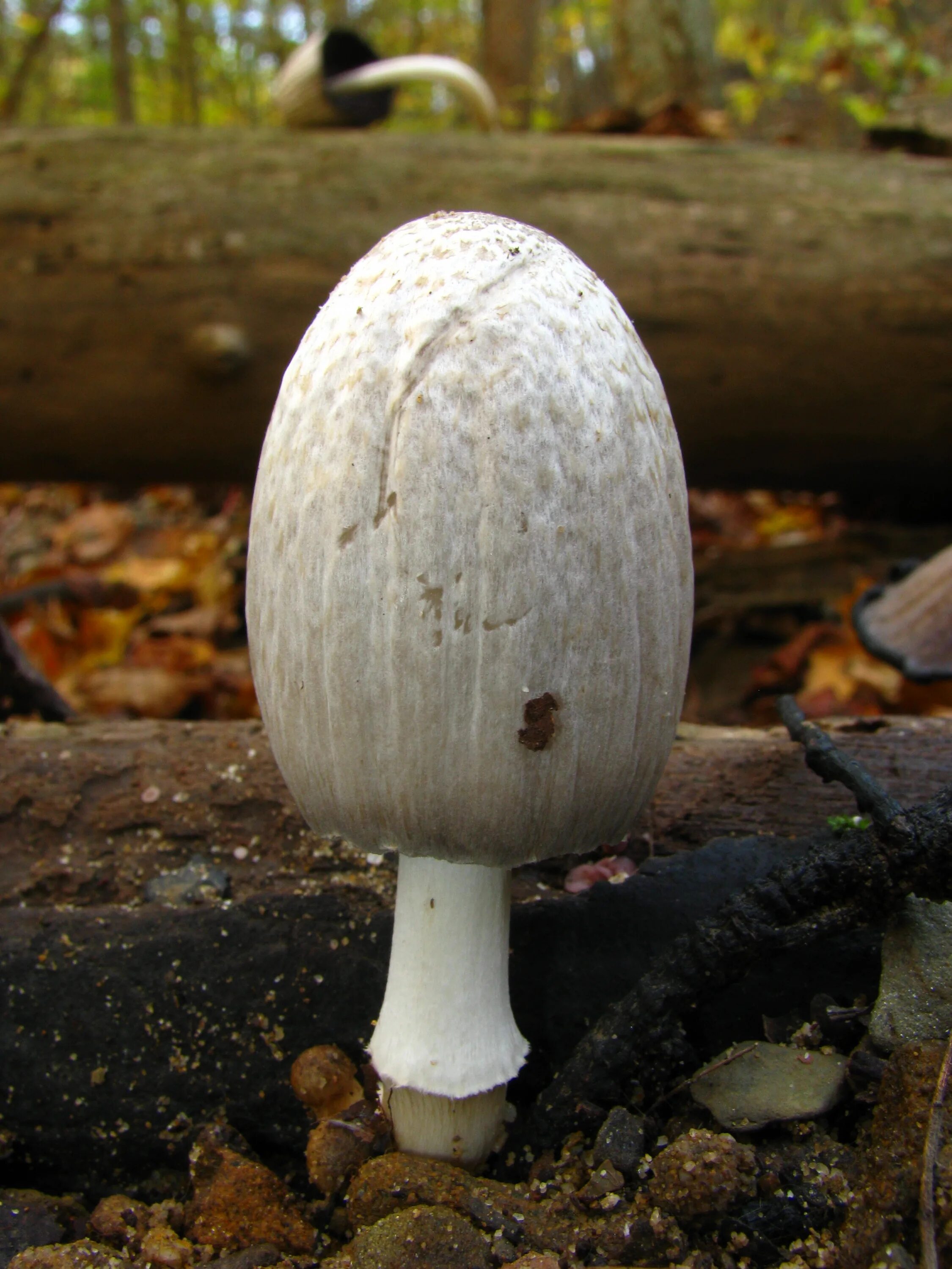 Овальный гриб. Гриб похожий на белый. Навозник белый coprinus comatus. Навозник белый (копринус). Гриб вербовик съедобный.