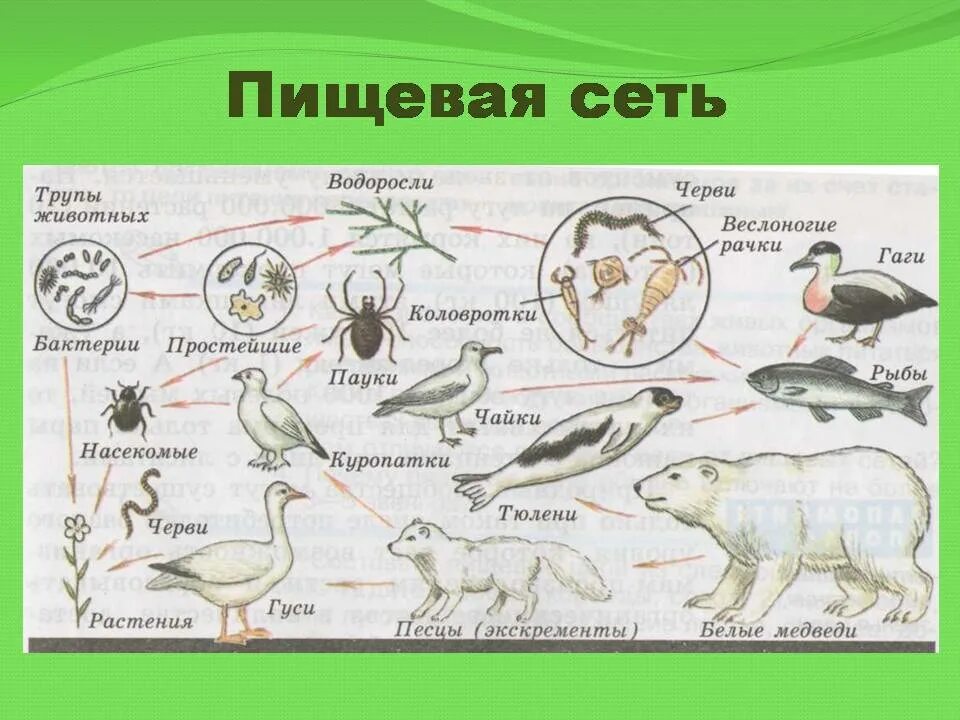 Пищевая сеть из 15 организмов. Пищевая сеть 20 организмов. Биологические сети цепи питания. Сеть питания биология 5 класс. Рисунок сообщество биология 5 класс