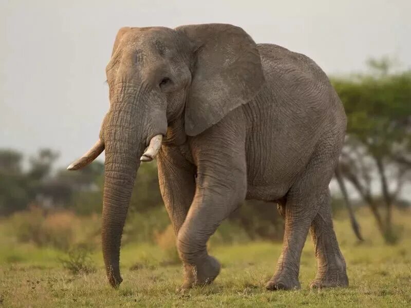 4 слоника. Слон. Слон ходит. Цейлонский слон.