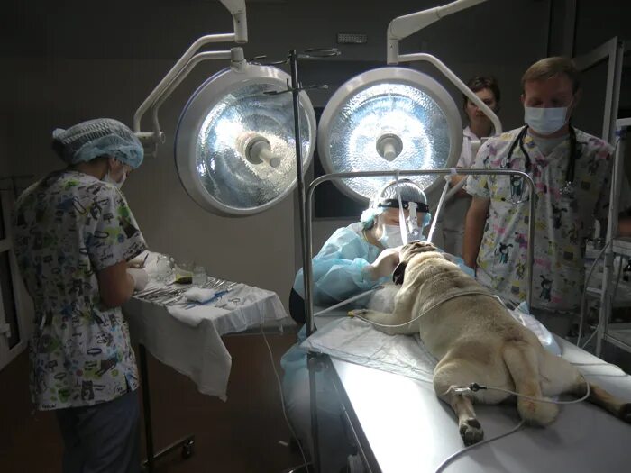 хирургическая операция ветеринария. хирургическая операция ветеринария. хирургическая операция ветеринария. хирургическая операция ветеринария. хирургическая операция ветеринария.