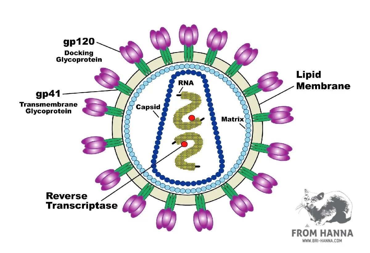 Вирион ретровирусов. Ретровирус лентивирус. Ретровирусы строение вириона. РНК вирусы ретровирусы.