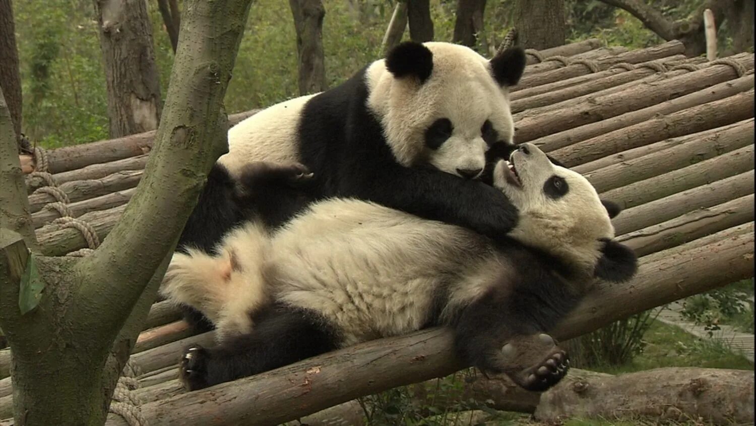 Чэнду панды. Сычуань панды. Большая Панда или бамбуковый медведь. Влюбленные панды.