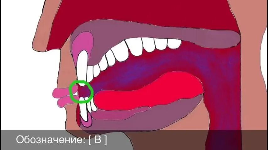Как бить бит бокс. Уроки по битбоксу для начинающих. как научиться делать битбокс. биты для начинающих битбоксеров. битбокс уроки ртом.