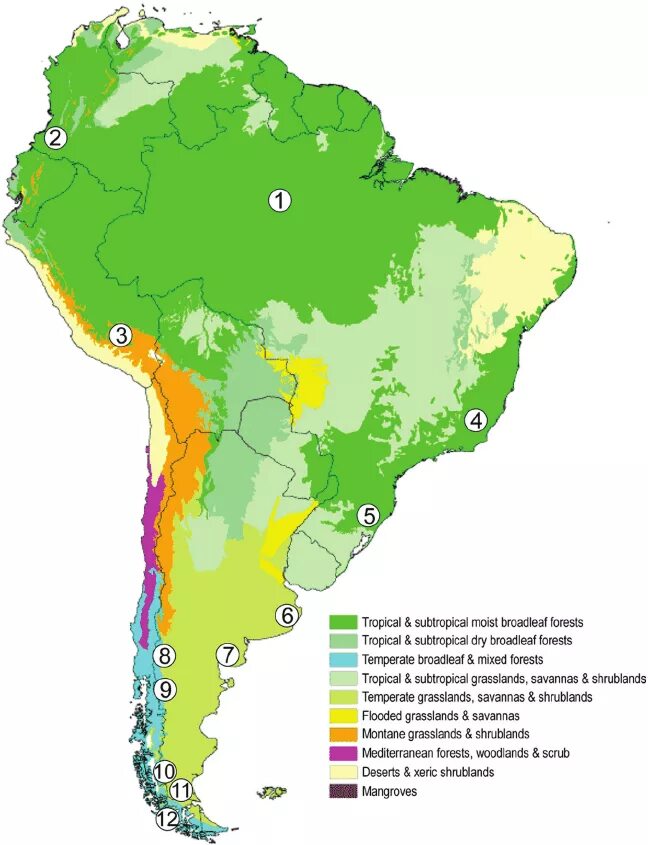 Природные зоны бразилии почва. Коренные леса Латинской Америки карта. Карта почв Южной Америки. Карта растительности Южной Америки. Экологическая карта Южной Америки.