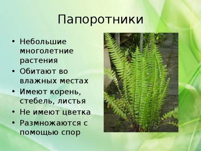 Папоротник в отличие от водорослей имеет. Папоротникообразные растения. Папоротники имеют корни. Стебель папоротника. Проект про папоротник.