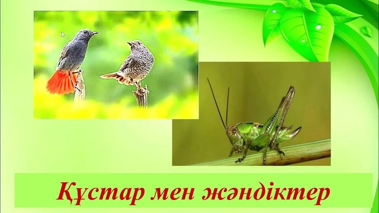 Құстар мен жәндіктер. Жәндіктер конкурсы для детей.