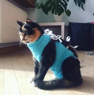 Попоны для кошек после операции