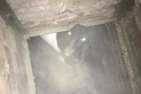Достать из подвала