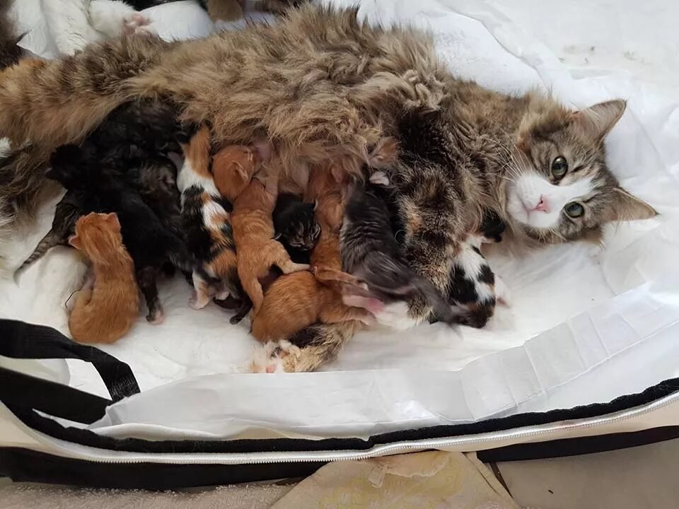 Котята Мейн кун Новорожденные. Новорожденные котята Мейн куна. Новорождённые котята Мейн куна. Беременные кошки мейн кун