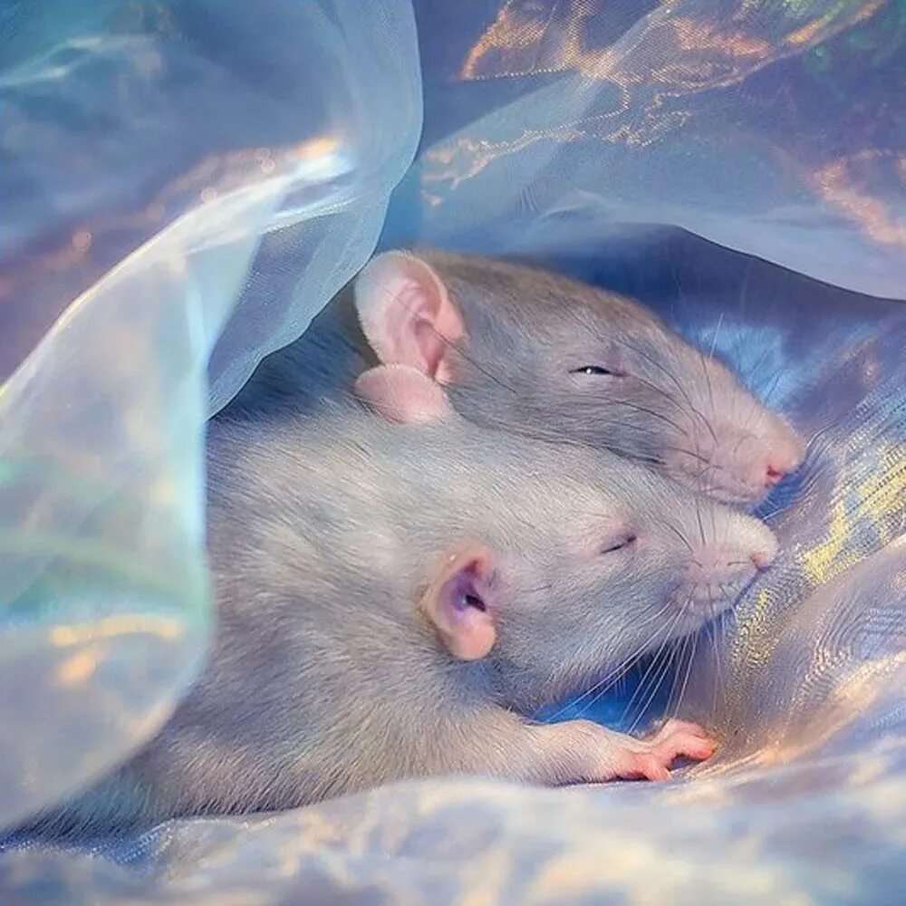 Хомяки спят ночью. Крыски Эстетика. Мышь Эстетика. Милые крыски Эстетика. Голубая крыса.