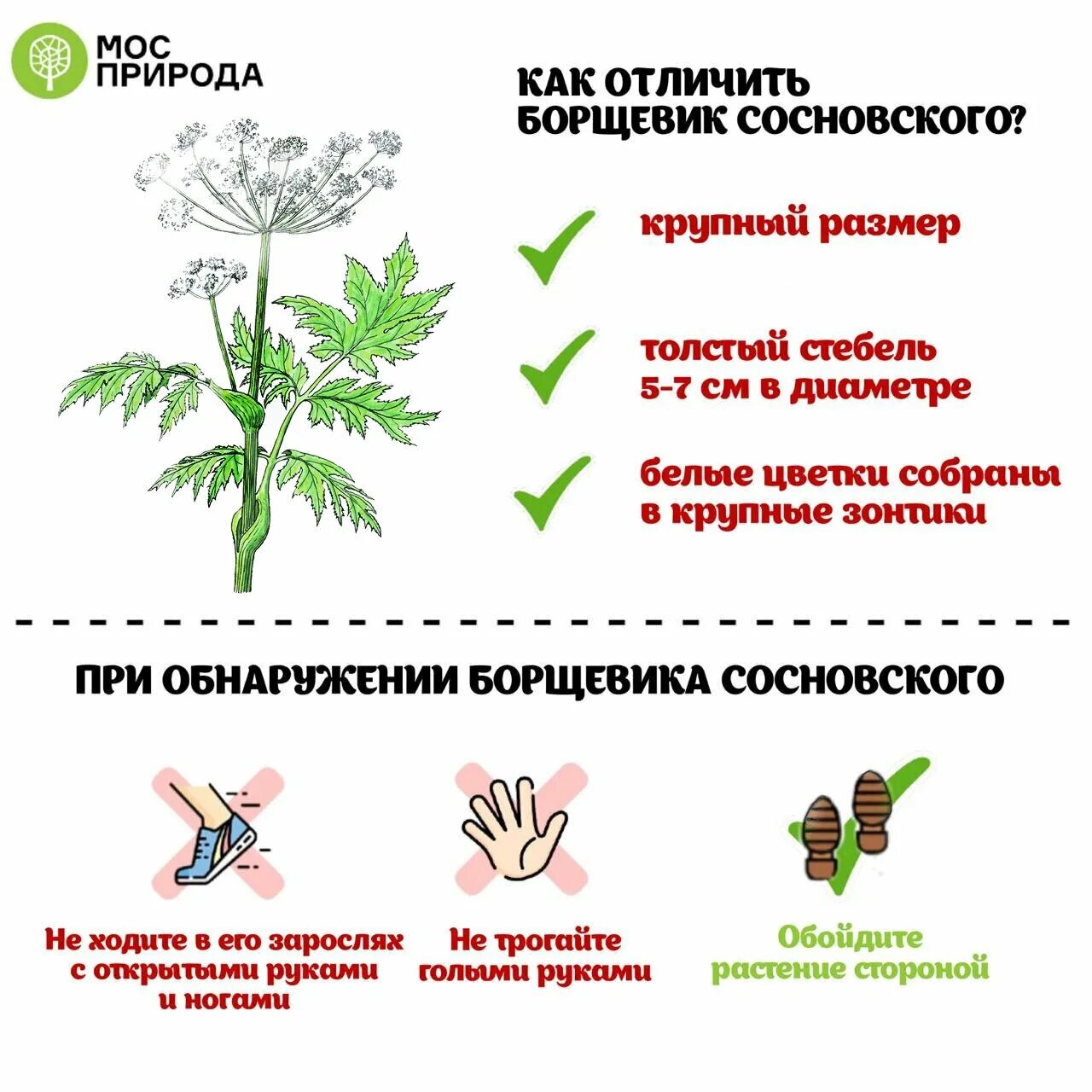 Какие растения нельзя на участке