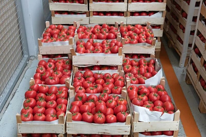 Паллет помидор. Помидоры в поддонах. Томатный в Costco. Tomatoes in Crates.