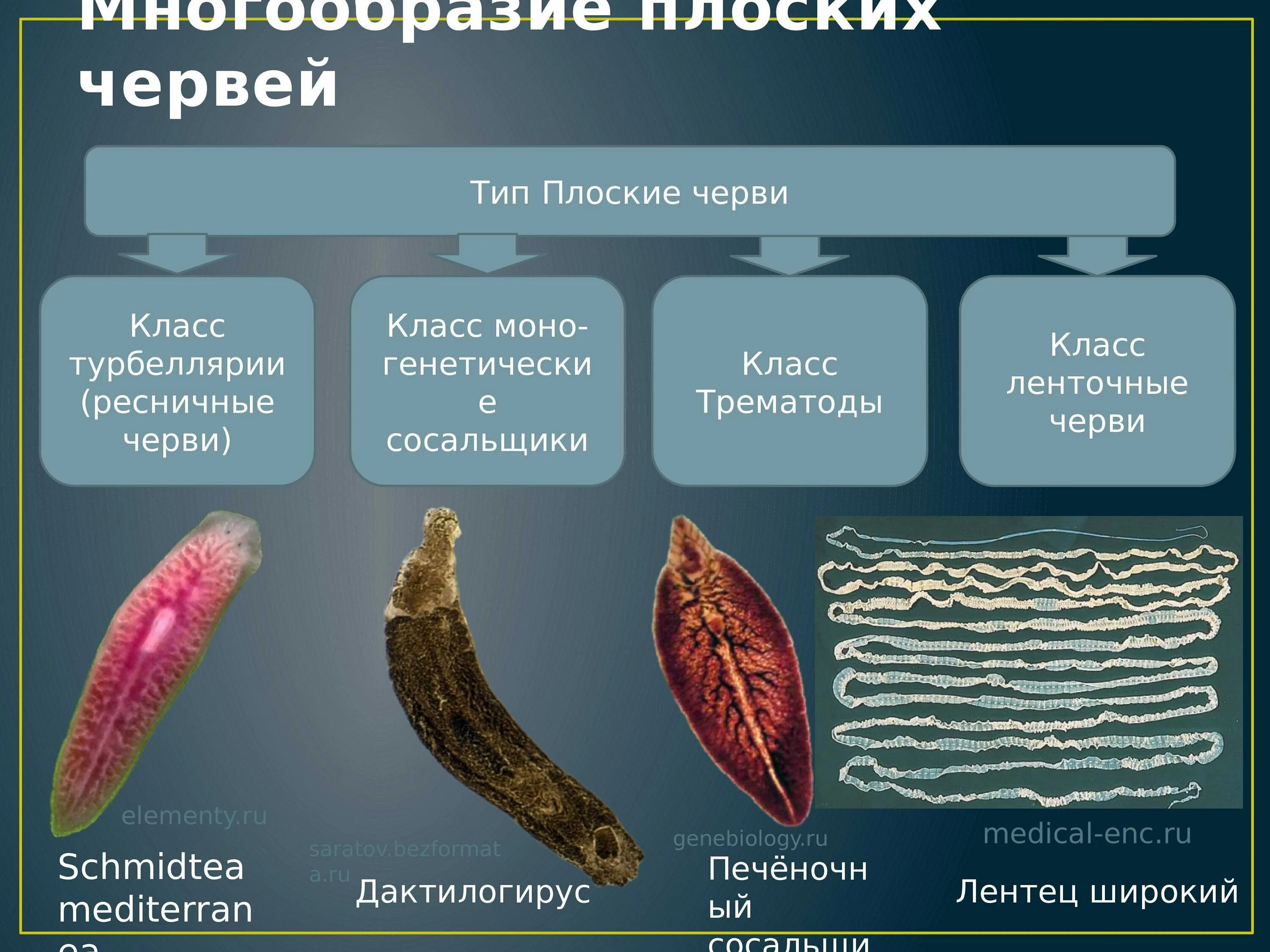 Каким способом размножается печеночный сосальщик в организме. Тип плоские черви их классы. Тип плоские черви 7 класс. Классификация плоских червей класс сосальщики. Тип плоские черви 3 класса.