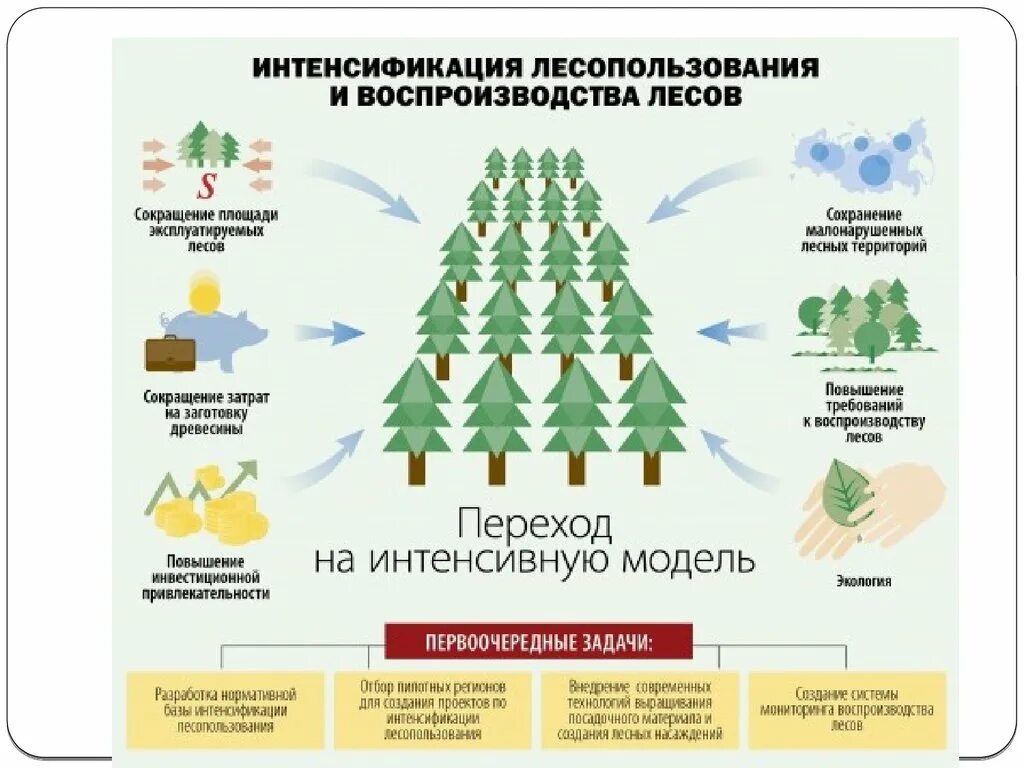 Организация использования лесов. Лесовосстановление схема. Естественное восстановление лесов. Способы восстановления леса. Проблемы восстановления лесов.