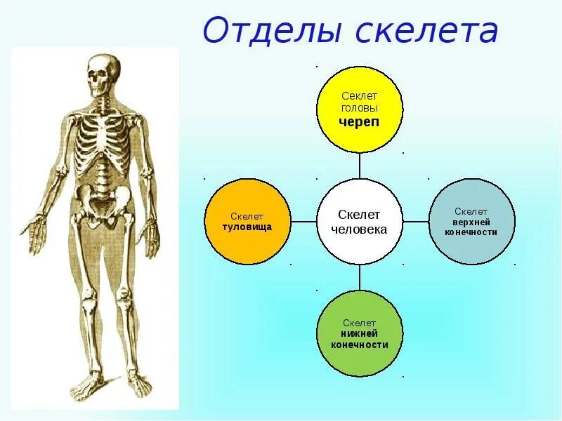 Сколько отделов скелета. Отделы скелета. 3 Отдела скелета. Все отделы скелета человека. Запиши название отделов скелета человека.