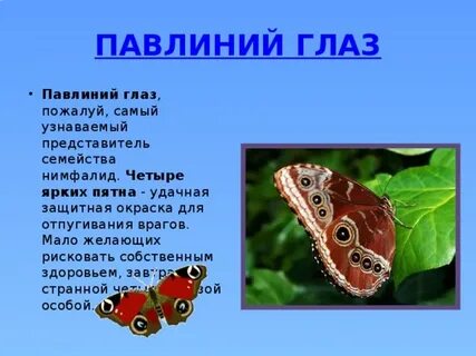 Сколько живет бабочка павлиний глаз