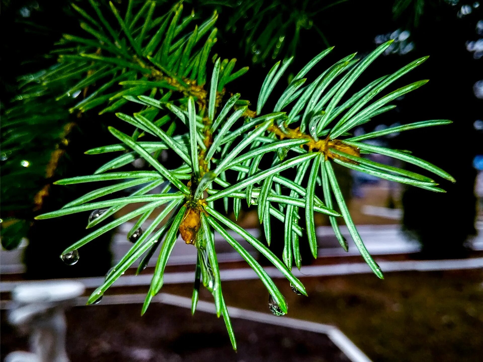 араукария кука. Beatrees astra елка. низкорослые хвойные растения. кипарисовик колючий. похоже на елку.