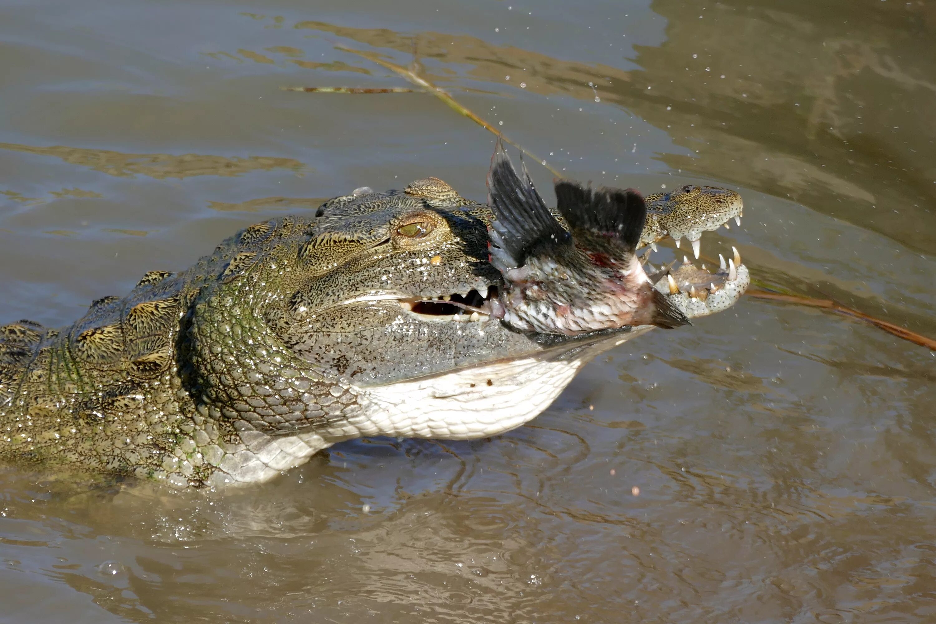 Ловля крокодилов. Нильский крокодил Crocodylus niloticus. Гребнистый крокодил охота. Нильский крокодил охотится. Нильский крокодил ест крокодил.