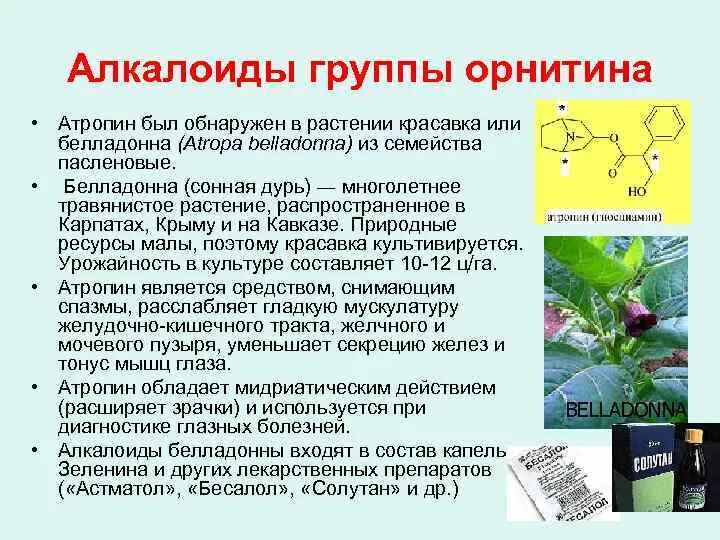 Атропин относится к группе. Алкалоиды группы атропина. Алкалоиды атропина растение содержащее. Алкалоиды лекарственные растения. Растение содержащее алкалоиды группы атропина.