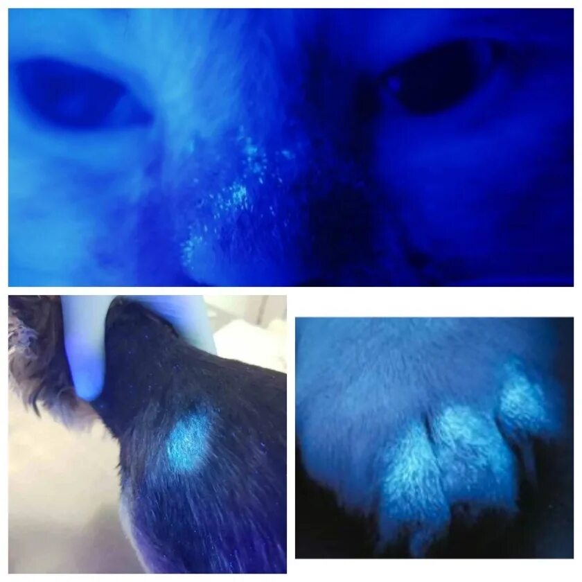 Лампа вуда свечение микроспории. Лампа вуда в дерматологии. Под лампой вуда. Кошачий лишай микроспория. Отрубевидный лишай под лампой вуда.