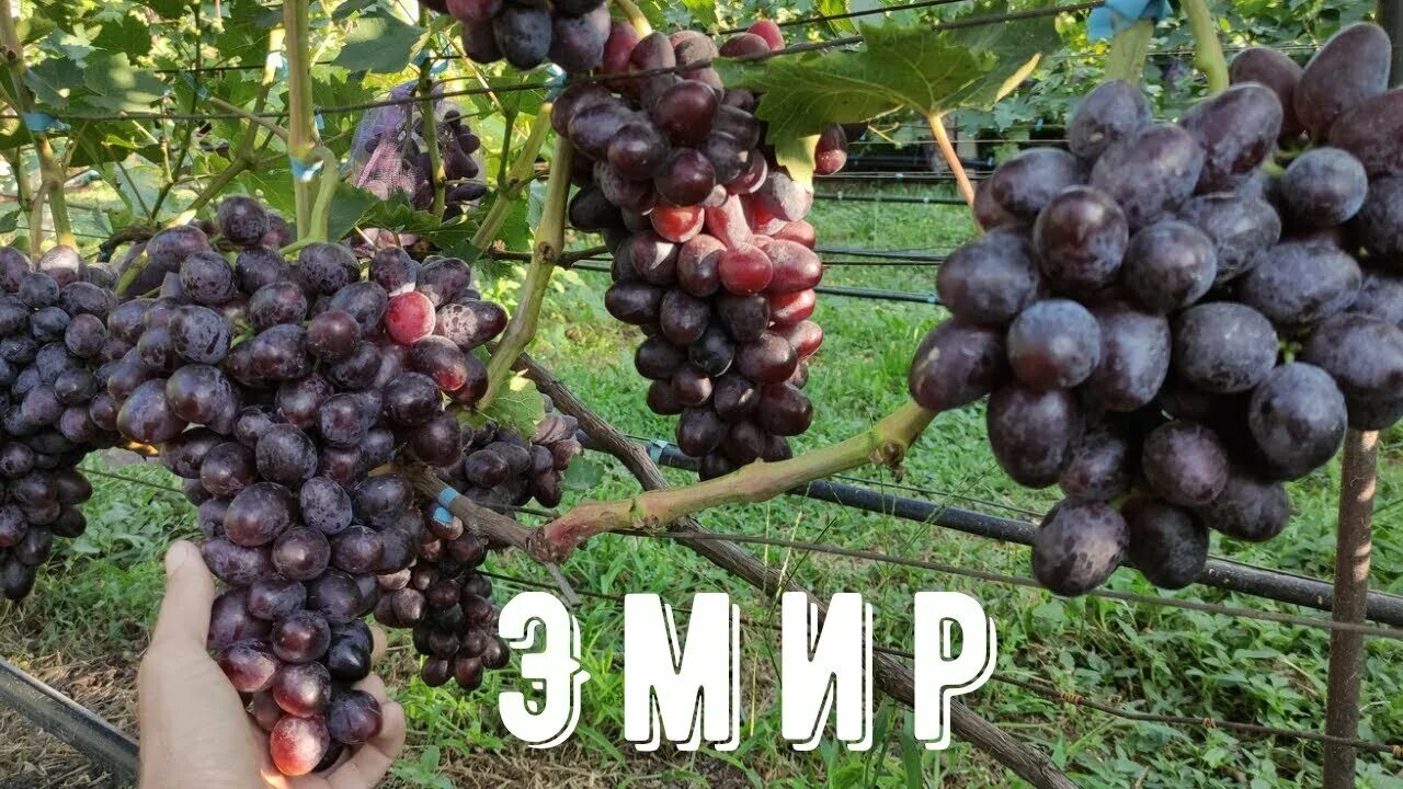 Сорт винограда эмир фото. Виноград эмир. виноград эмир калугина. сорт винограда находка калугина. сорт винограда эмир.