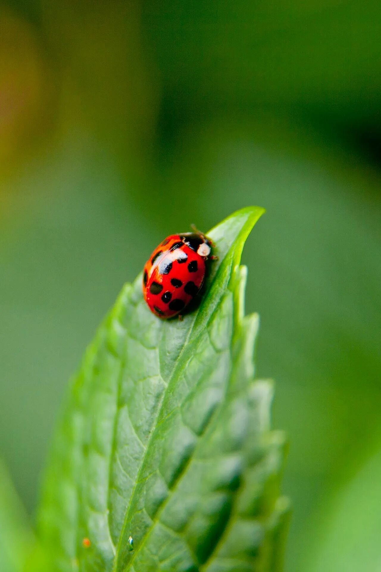 Телефон божья коровка. Ladybird Божья коровка. Божьи коровки (Coccinellidae). Обои коровка. Божья коровка на листке.