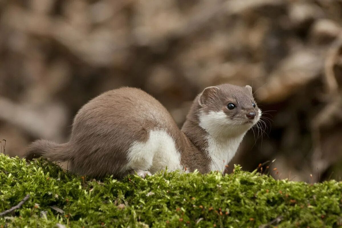 Звери горностай. Ласка (Mustela nivalis). Горностай (Mustela erminea). Ласка Mustela nivalis Linnaeus, 1766. Ласка (зверек сем. Куньих).