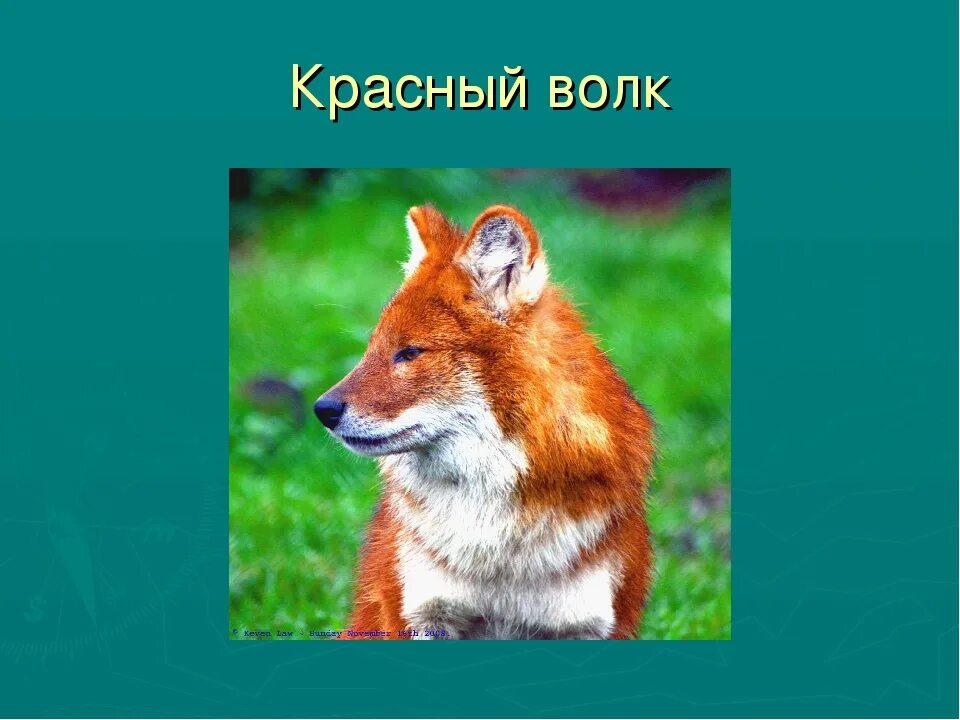 Красный волк красная книга краткое. Красный волк презентация. Красный волк красная книга. Красный волк красная книга презентация. Животные из красной книги красный волк.