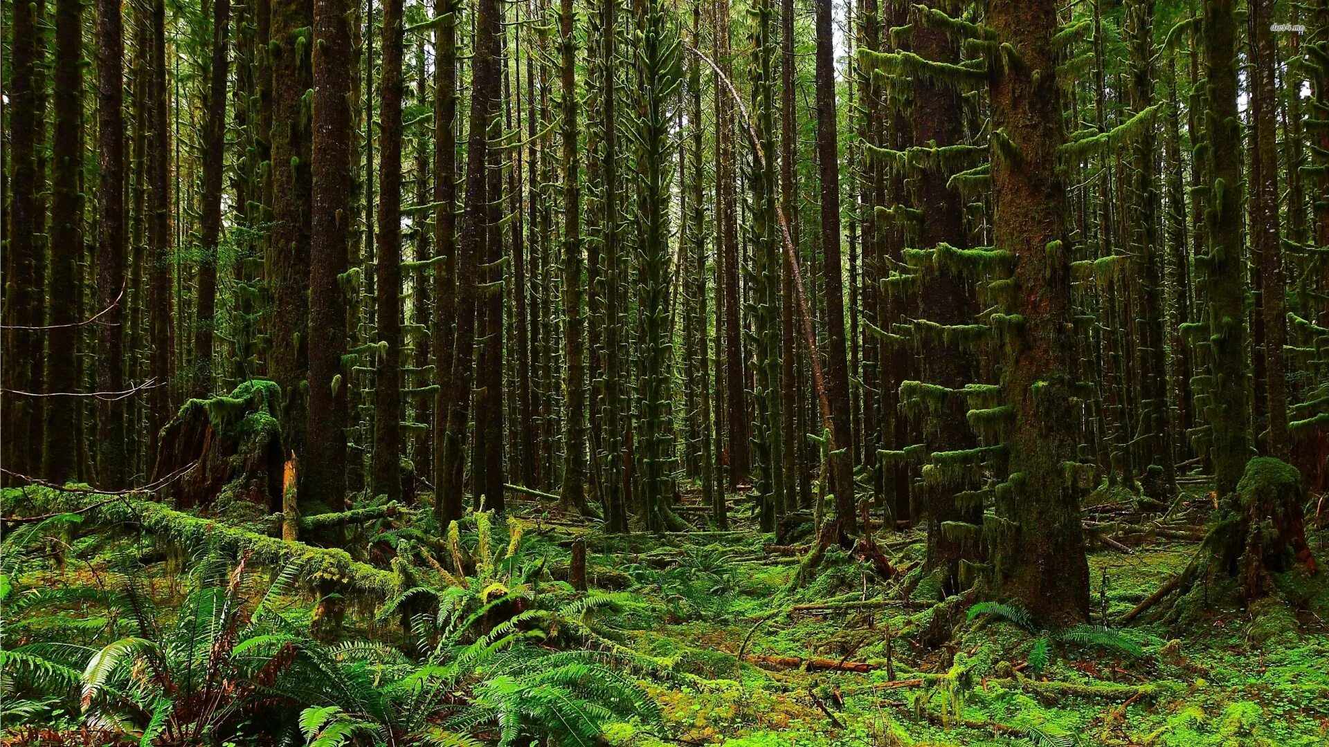 Ферн-Форест. Загущенный хвойный лес. Лес Халлербос Бельгия. Мшистый лес Малайзия. Лесной хвойный пояс