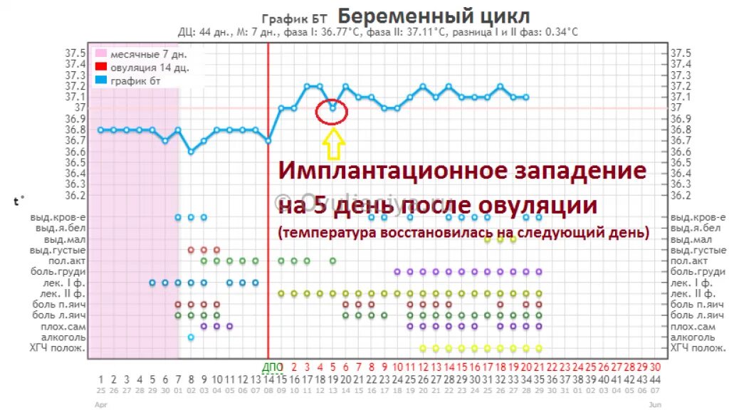 График БТ при беременности с овуляцией. График БТ С имплантационным западением. Западение базальной температуры при беременности. Беременный график БТ С имплантационным западением.