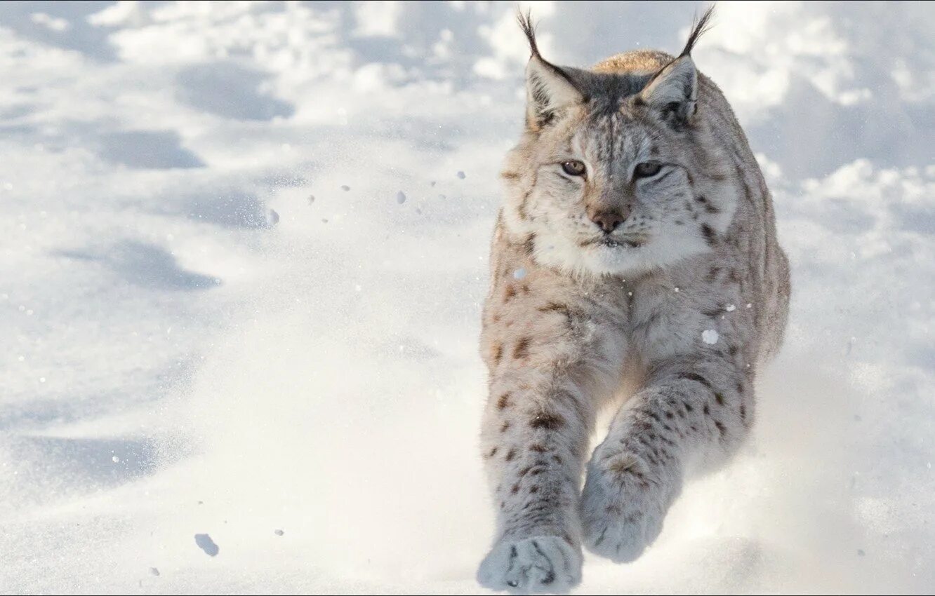 Рысь обыкновенная Lynx Lynx Linnaeus, 1758. Канадская Рысь Бобкэт. Обыкновенная Сибирская Рысь.