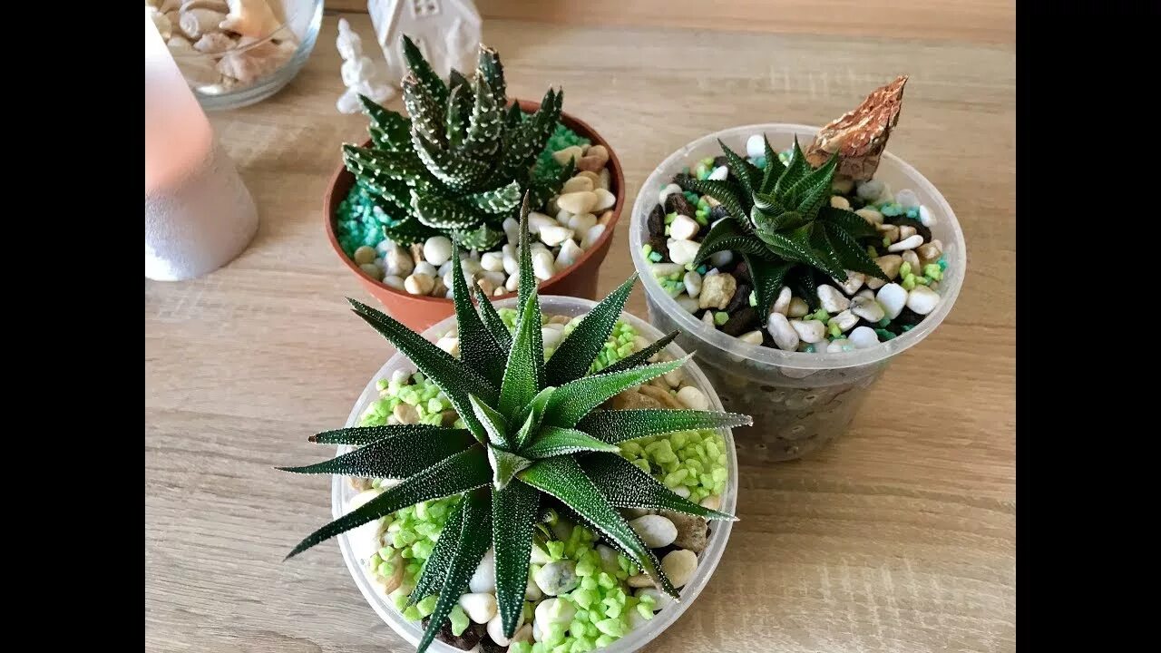 Хавортия пересадка. Алоэ остистое хавортия. Хавортия пересадка. Суккулент хавортия размножение. Хавортия купера.