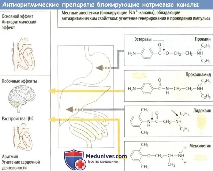 Средства блокирующие натриевые каналы. Средства блокирующие натриевые каналы механизм действия. Препараты блокирующие натриевые каналы. Антиаритмические препараты механизм действия. Канал пд