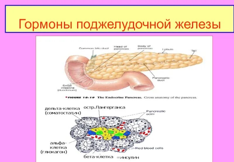 Гормоны поджелудочной железы строение. Структура поджелудочной железы гормоны. Эндокринный аппарат поджелудочной железы гормоны. Гормоны поджелудочной железы схема. Поджелудочная железа избыток гормона