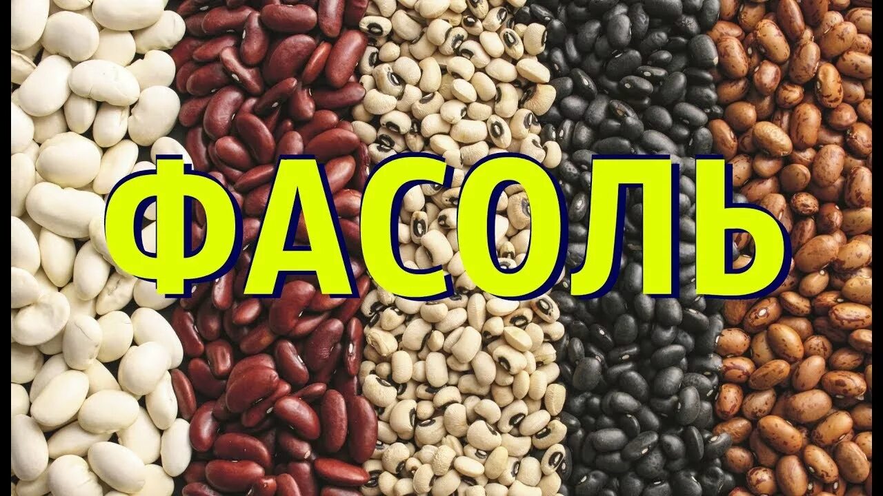 Фасоль 3 буквы. Фасоль. надпись фасоль. картинка фасоли для детского сада. фасоль картинка для детей.