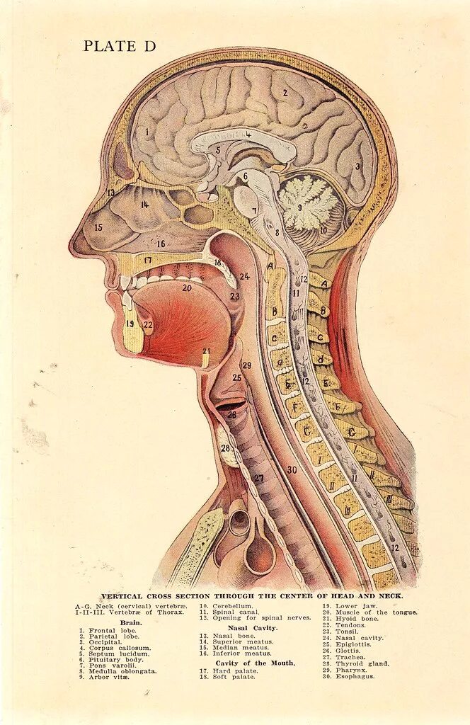 Head section image. Head section. Head section. Sagittal diameter. Анатомическая модель нерва.