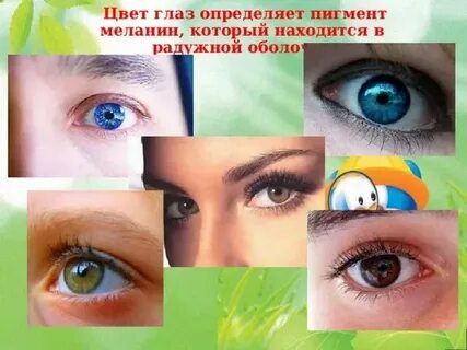 Пигмент который определяет цвет глаза