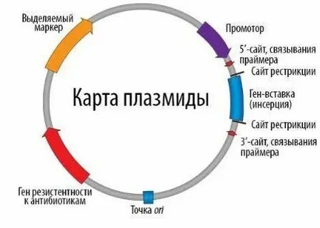 Плазмидами называют