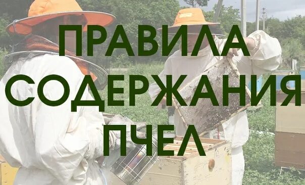 Правила содержания пчел на приусадебном. Нормы содержания пчел. правила содержания пчел. пасека в населенном пункте. содержание пчёл на приусадебном участке.