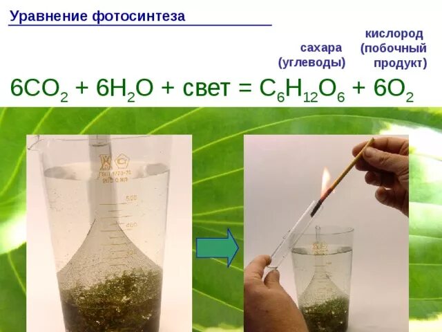 Co2 h2o фотосинтез. Побочный продукт фотосинтеза. Уравнение фотосинтеза крахмала. Уравнение процесса фотосинтеза.