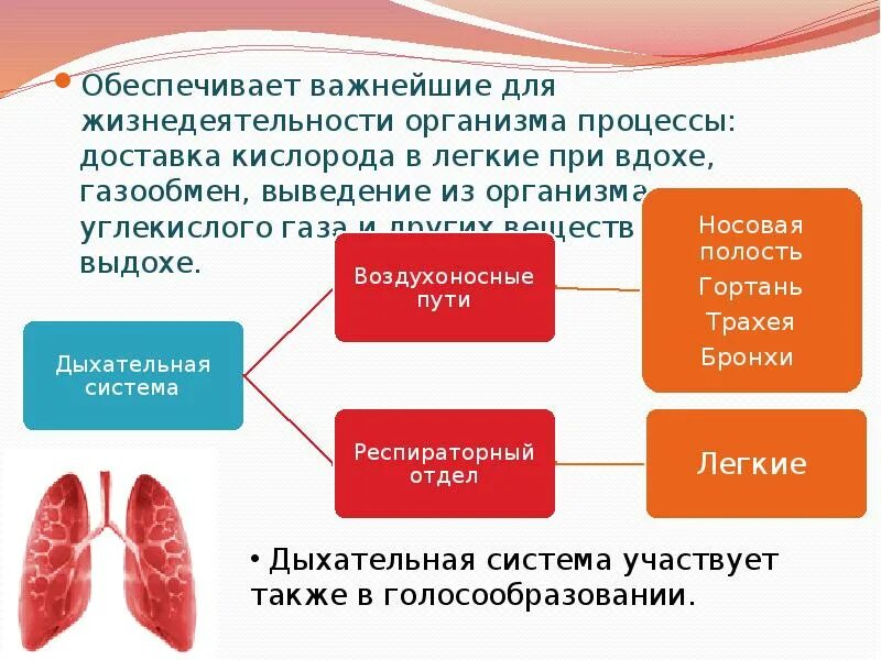 Изменение организмами в процессе жизнедеятельности. Организмы которым не нужен кислород для жизнедеятельности. Какую роль кислорода в процессах жизнедеятельности организма. Значение дых системы в жизнедеят организма. Видео организму для жизнедеятельности необходим кислород.