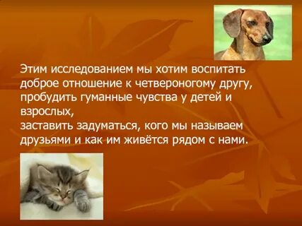 Сочинение 13.3 доброе отношение к животным